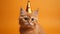 Orange backdrop, adorable feline with birthday hat