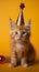 Orange backdrop, adorable feline with birthday hat