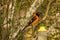 Orange-backed Troupial, Perched on Tree Branch,Front view