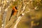 Orange-backed Troupial, Perching on Tree Branch