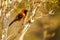 Orange-backed Troupial, Perching on Tree Branch