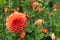 Orange Ball Dahlia Outdoor Flowers and foliage in the background
