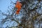 Orange balloons in bare plane tree in winter