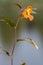 Orange balsam impatiens capensis flower