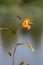 Orange balsam impatiens capensis flower