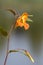 Orange balsam impatiens capensis flower