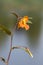 Orange balsam impatiens capensis flower