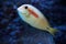 Orange band Surgeonfish Acanthurus olivaceus fish