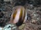 An Orange-banded Coralfish Coradion chrysozonus