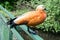 Orange banded duck sitting on the fence