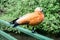 Orange banded duck sitting on the green fence above the river