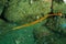 Orange-banded pipefish in Ambon, Maluku, Indonesia underwater photo