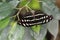 Orange-banded shoemaker butterfly