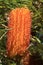 Orange Banksia