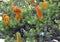 Orange Banksia