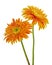 Orange Barberton daisy flower, Gerbera jamesonii, isolated on white background, with clipping path