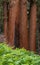 Orange Bark of Sequoia Trees in Grove