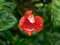 Orange Barleria repens flower after a rain storm.