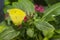 Orange Barred Sulfur Butterfly