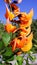 Orange bastard Teak flowers in a group of green trees with a natural blue sky for a background or illustration