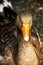 Orange beak of a goose at the Magnolia plantation in Charleston South Carolina