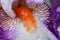 Orange Beard Flower Macro