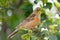 Orange beautiful bird eat green grasshopper on tree