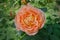 Orange beautiful blooming English rose Lady of Shalott