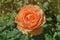Orange beautiful blooming English rose Lady of Shalott