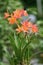 Orange beautiful Cattleya orchids pot plants