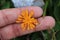 Orange beauty with many small petals around centre. Crepis aurea between fingers. Freak of nature. Jeseniky mountains, czech