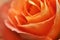 Orange beauty rose