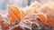 Orange beech leaves covered with frost in late fall or early winter