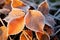 Orange beech leaves covered with frost in late fall or early winter