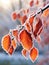 Orange beech leaves covered with frost in late fall or early winter