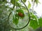 Orange beetle with black marks on leaf in Swaziland