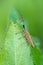 Orange beetle on leaf