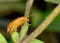 Orange beetle on leaf, Aulacophora femoralis, Amboli, Maharashtra,