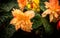 Orange begonias in full bloom