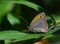 Orange and beige butterfly on green leaves