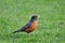 Orange-bellied black bird on the lawn