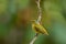 Orange-Bellied Euphonia, Female