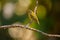 Orange-Bellied Euphonia, Female