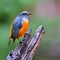 (Orange-bellied Flowerpecker