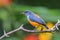 Orange-bellied Flowerpecker or Dicaeum trigonostigma.