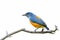 Orange-bellied Flowerpecker or Dicaeum trigonostigma.