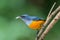 Orange-bellied Flowerpecker or Dicaeum trigonostigma.