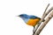 Orange-bellied Flowerpecker or Dicaeum trigonostigma.