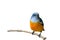 Orange-bellied Flowerpecker or Dicaeum trigonostigma.