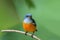 Orange-bellied Flowerpecker or Dicaeum trigonostigma.